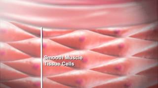 Smooth Muscle Function