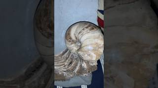 I can’t believe this fossil nautilus “riding on a crystal wave.”🌊🤩#shorts#fossil #fossilhunting