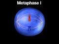 typical anaphase 1.flv