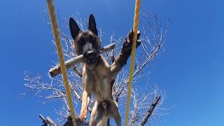 Just Monkey