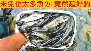 紅河谷未免也太多魚ㄌ 竟然超好釣 @觀光釣點路邊咬 #香魚 #溪釣