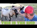 Saying Goodbye To JERKFACE JR. The Kiko Goat