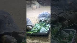 【よこはま動物園ズーラシア】仲良くごはんタイム！ホウシャガメ🐢🐢#shorts