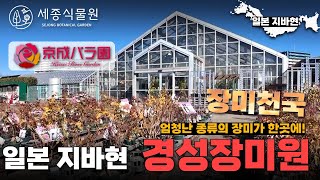 모든 장미가 한곳에! 장미정원 관람부터 구매까지 가능한 일본 지바현 경성장미원 #keiseirosegarden /세종식물원