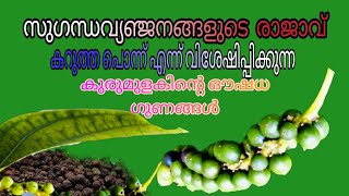 കുരുമുളകിന്റ ഔഷധ ഗുണങ്ങൾ #black pepper #kurumulak