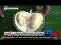 Manisnya Durian Kembang Khas Lumajang | REDAKSI (28/10/22)