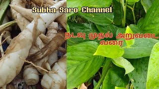 Arrowroot கிழங்கு வளர்ப்பு நடவு முதல் அறுவடை வரை/கூகை கிழங்கு