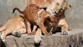 サンに贈る幼い頃の思い出 (ライオンの赤ちゃん，広島市安佐動物公園)