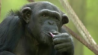 Chimps go wild for Zoom at Czech zoo