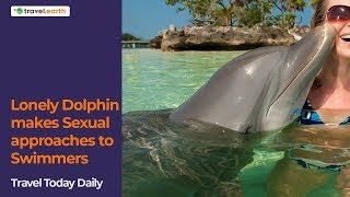 Lonely dolphin gets frisky with swimmers! | Travel Today Daily