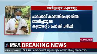 പാലക്കാട് തേനീച്ചയുടെ കുത്തേറ്റ് 5 പേര്‍ക്ക് പരിക്ക്; ഒരാളുടെ നില ഗുരുതരം