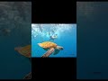 1st day in Maldives - Part 2: Snorkeling & Turtle searching | Maafushi Island