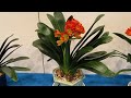 日本君子蘭協会春の展示即売会2022 the spring show of japan clivia society 2022