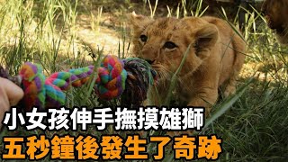 小女孩在動物展上興奮不已，伸手撫摸威武雄獅，五秒鐘後，發生了令人難以置信的奇跡！