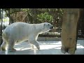 【しろくまピース】tv撮影が気になって近づくピースちゃん♪ 　2021 4 7　とべ動物園