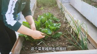 给牛皮菜掰叶子，越掰菜长的越旺