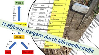 Düngung : N Effizienz steigern durch Micronährstoffe