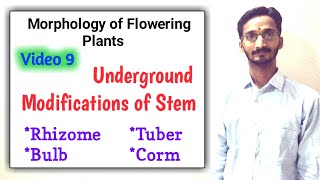 UNDERGROUND MODIFICATIONS OF STEM || Full topic || Morphology of Flowering Plants || Bilingual