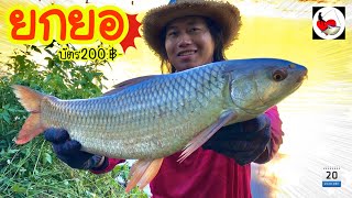 ยกยอ อ่าง รพช. ►Fishing lifestyle Ep.458