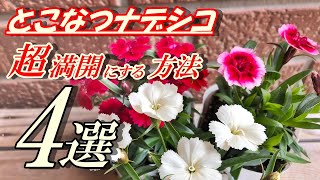 【花】とこなつナデシコの育て方・摘芯