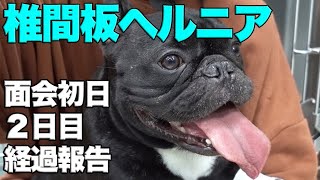 椎間板ヘルニア　入院中の経過報告１　飼い主の思い吐露