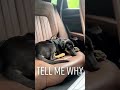 Tell me why🥹 … #tiktok #funny #tellmewhy #puppy #dog