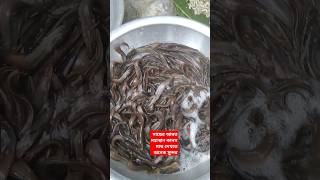 🐠🐟কয়েক মন কানস নিমেষেই শেষ #viralvideo #popular #viralreels #viralshorts #views