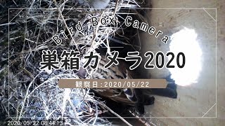 #16 スズメの巣箱 卵が孵化して5日目 黄色い口を開けるヒナ 2020/05/22