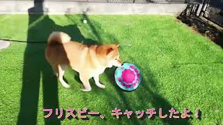 柴犬さんとフリスビー！フリスビーの遊び方間違えてるよ😁