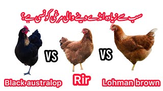 Which Breed Is Best  For Eggs | Detailed Review | Animal Passion #lohmanbrown #rir #blackaustralorp