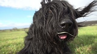 Dogs in Slow Motion - Samy the Briard († 2014)