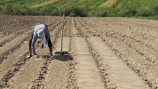 Пиёз кўчат тайёрлаш жараёни