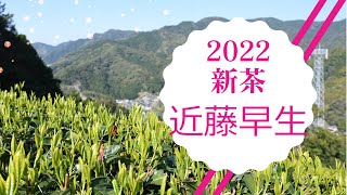 静岡新茶『近藤早生』2022