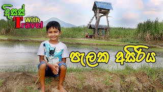 පැලක අසිරිය.Travel With Disas #travel #village #travelwithdisas #srilanka #travelvlog #travelblogger