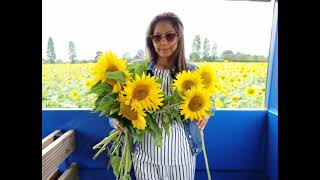 Picking Sunflower | ไปเก็บดอกทานตะวัน #sunflower  #thipbrownvlog