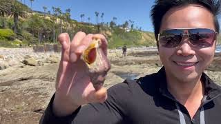 Tidepools - Little Corona Del Mar - Treasure Island - White point Beach - April 2024