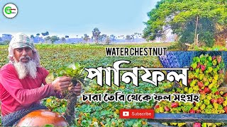 Water Caltrop/Chestnut Cultivation | পানিফল চাষ | Presented by Gardening Culture