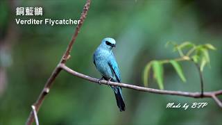 銅藍鶲 / Verditer Flycatcher