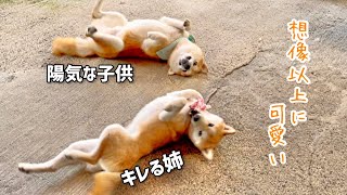 柴犬姉弟の初めてのシンクロクネクネが想像以上に可愛いw