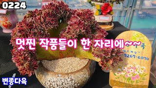 25년02월24일 #변종다육 010-9267-6070 #다육판매 #수형 멋찌고 색감 끝내주는 아이들만