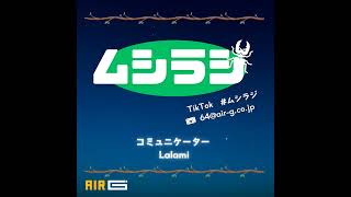 運命のトカラノコギリクワガタ割り出し！やっぱりハンドペアリングが正解？