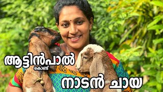 ആടിനെ കറന്ന് ഒരു ചായ ഉണ്ടാക്കിയാലോ../How to make Milk Tea | Chaya / Tea Recipe in Malayalam