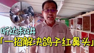 鸽子发现红鼻头怎么办？农村大叔教你一招，轻松搞定！【农村达叔】