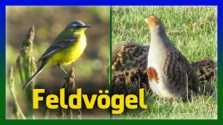 Feldvögel bestimmen | Vögel im Ackerland erkennen