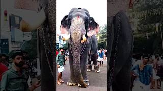 872)bharath vinod #asianelephant #elephant #elephant_video