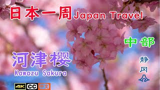 河津樱Kawazu Cherry Blossoms——日本一周自由行静冈河津樱花绝景