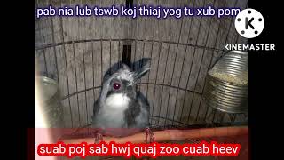 suab poj noog sab hwj quaj zoo heev