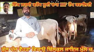 ਪੰਜ ਟੌਪ ਕਵਾਲਿਟੀ ਦੀਆਂ HF  ਵੈਹੜਾਂ ਚੰਗੇ ਦੁੱਧ ਰਿਕਾਰਡ ਵਾਲੀਆਂ ਅਤੇ ਜਰਸੀ ਕਰੌਸ ਵਿਕਾਊ#apnakitta# HF cow sale#