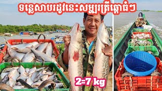 ទន្លេសាប ផុតរដូវត្រីឆ្កោក ដល់ខែត្រីឆ្ដោនឹងដៀបម្ដង || Freshwater Fish Market KH [Ep. 593]