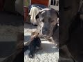 Tiny Kitten Loves Her Huge Pittie BFF | The Dodo  #thedodoanimals #cat